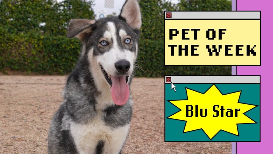 a husky sitting outside