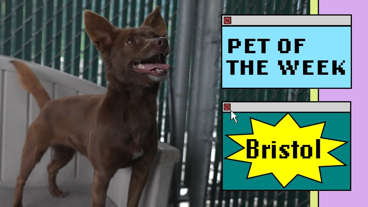 small brown dog