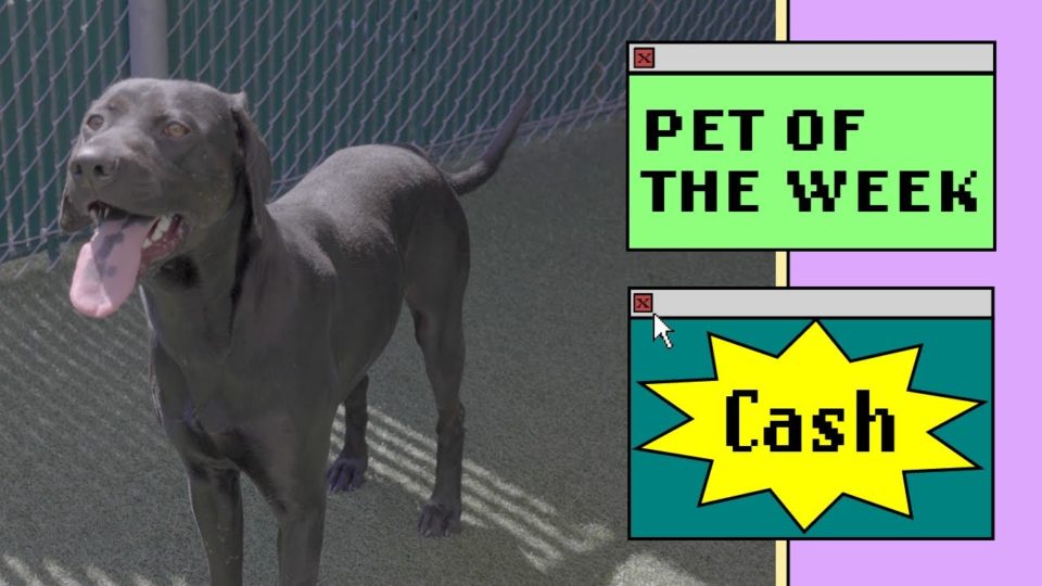 a dog with his tongue out