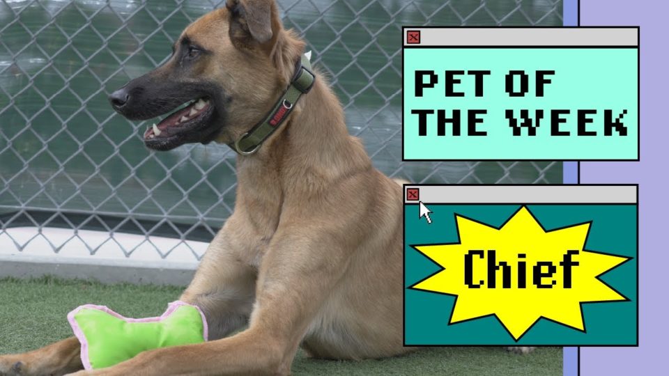 brown dog lays in yard