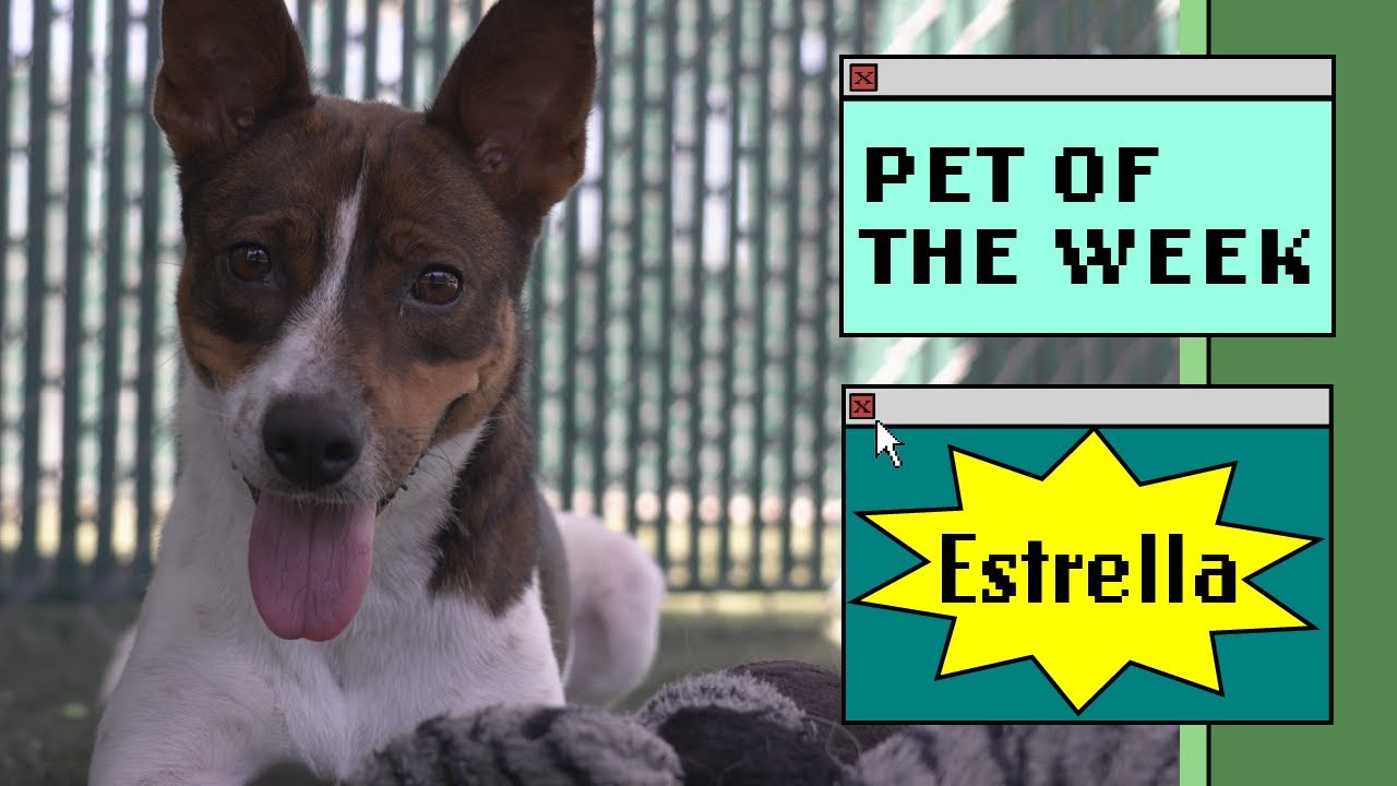 dog lounging in a yard