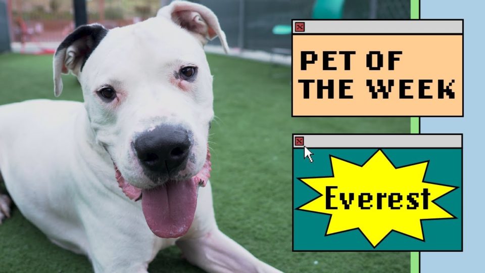 dog lays on grass with tongue out