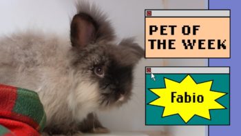 a fluffy rabbit