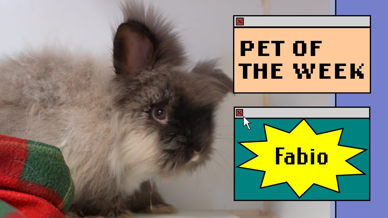 a fluffy rabbit