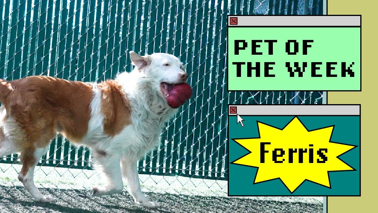 Dog plays in yard with toy