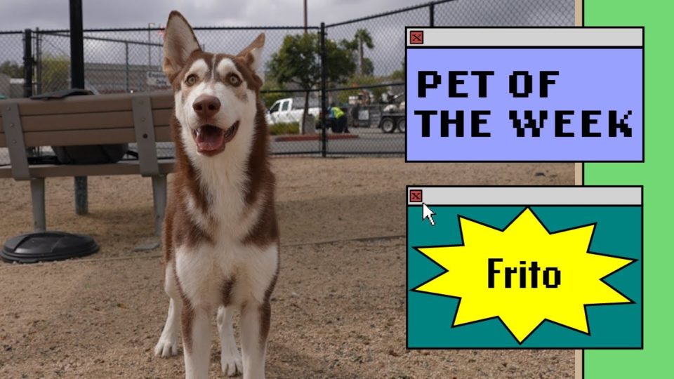 husky standing in yard