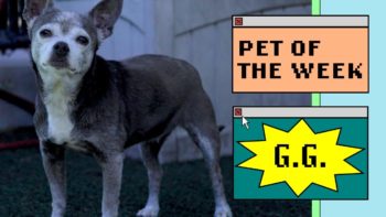 a small dog