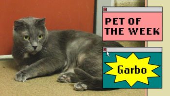 gray cat