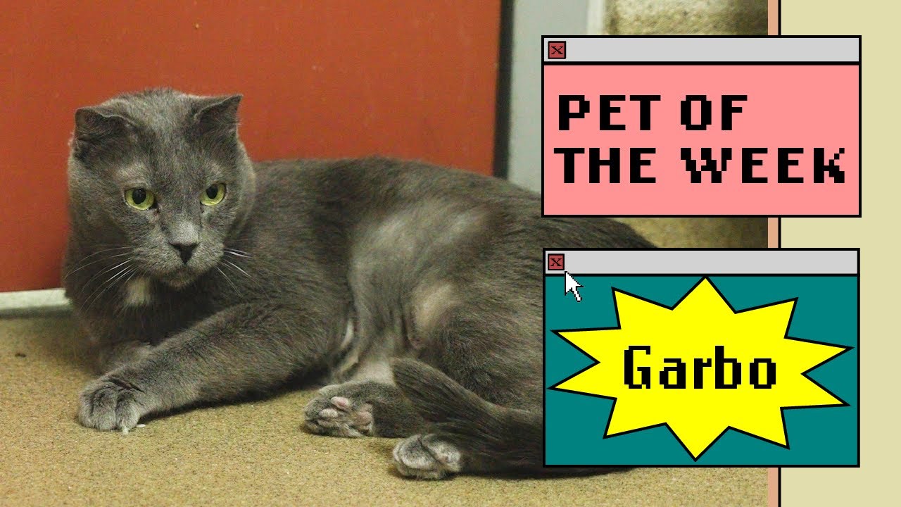 gray cat