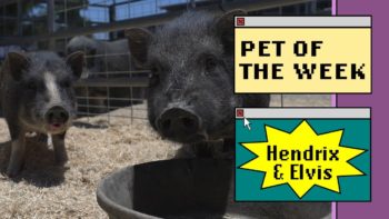 two pigs in the sunshine