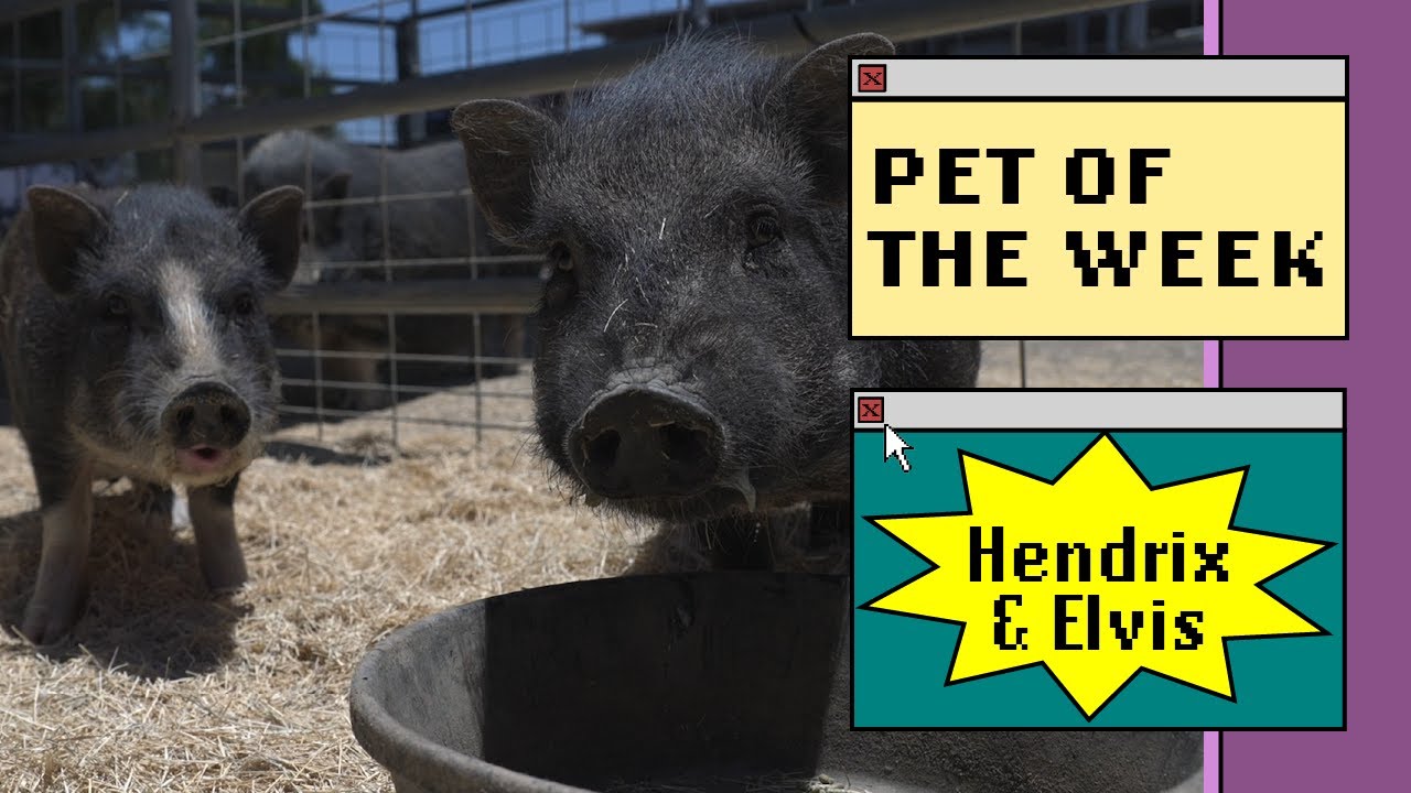 two pigs in the sunshine