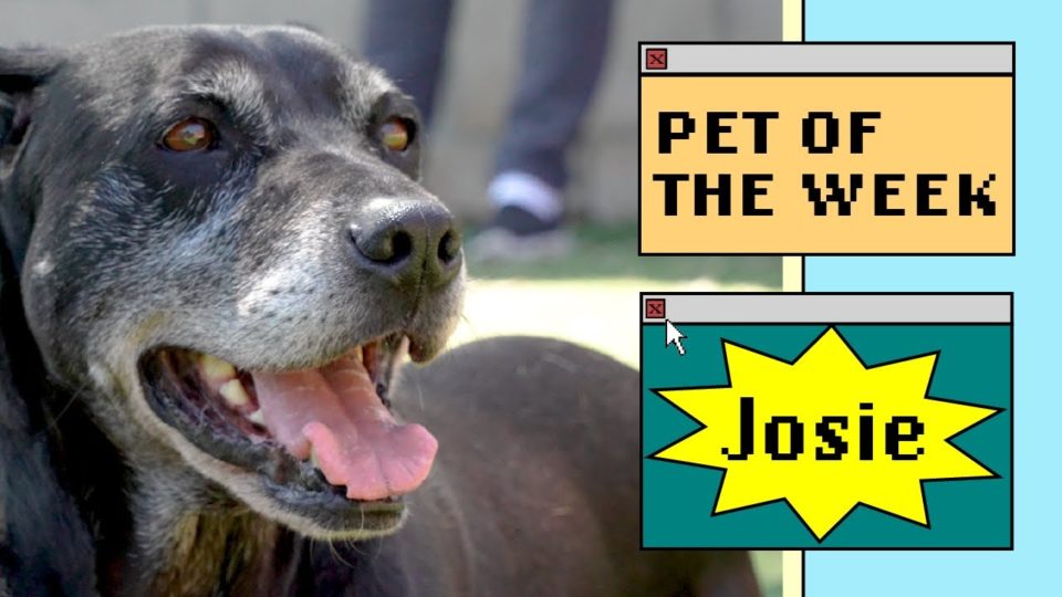 pet of the week
