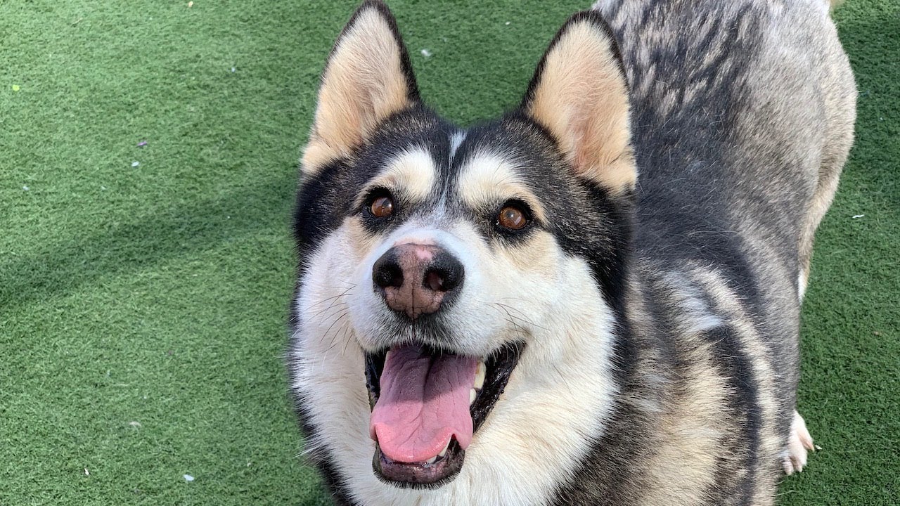 Pet of the Week - Juno