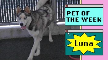 a husky dog
