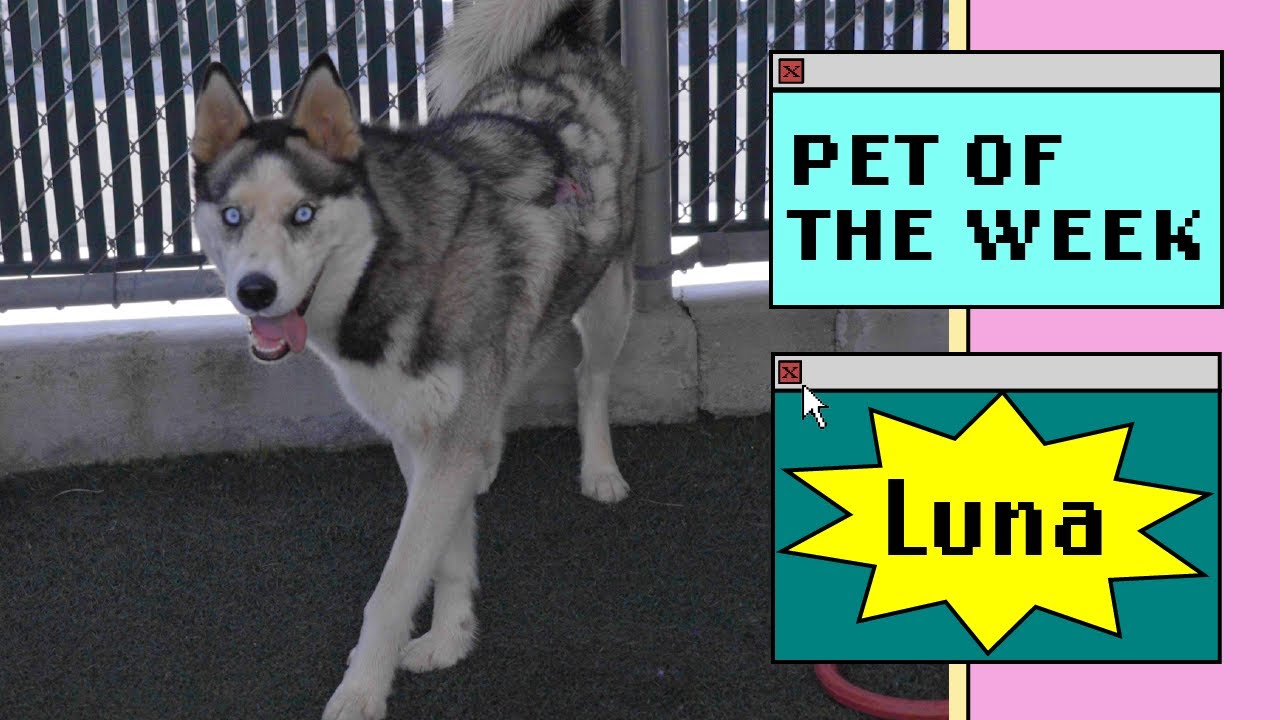 a husky dog