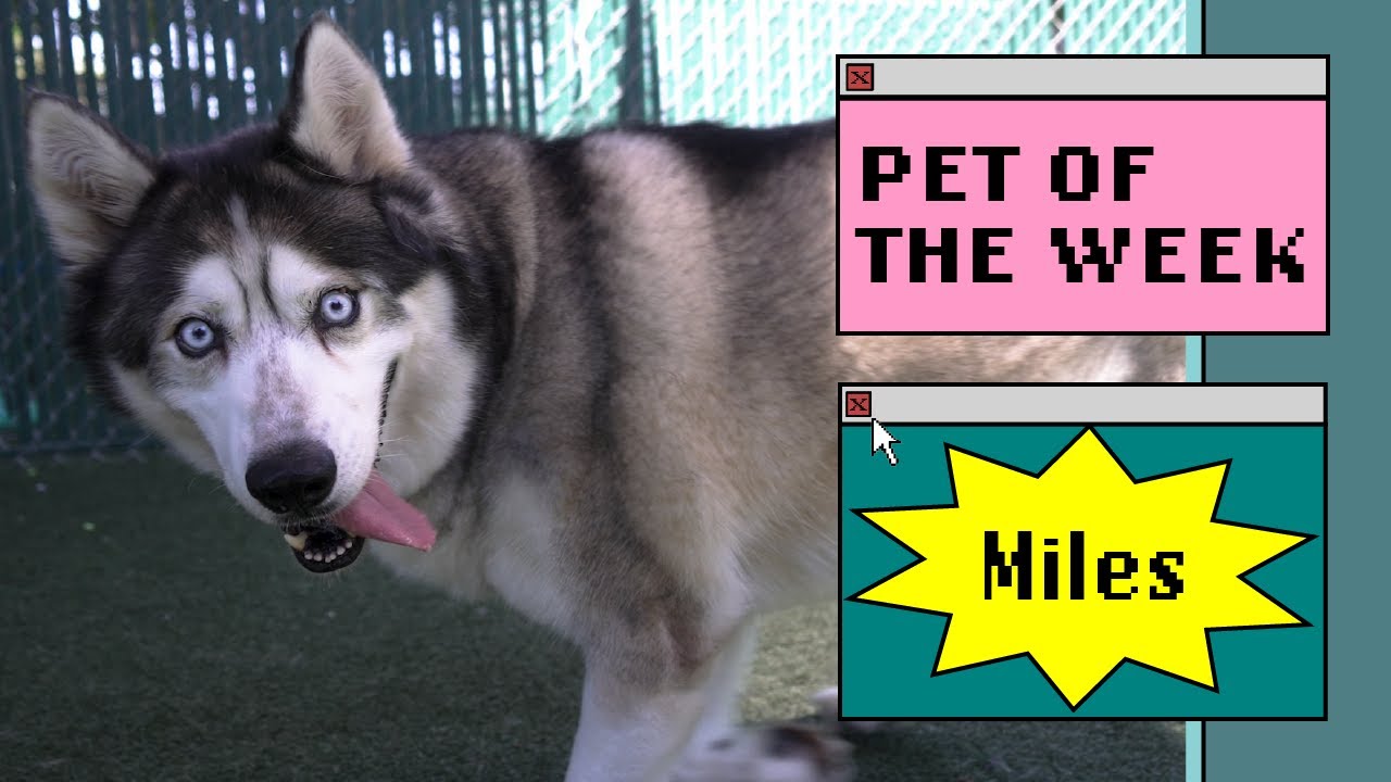 huskey dog with it's tongue out