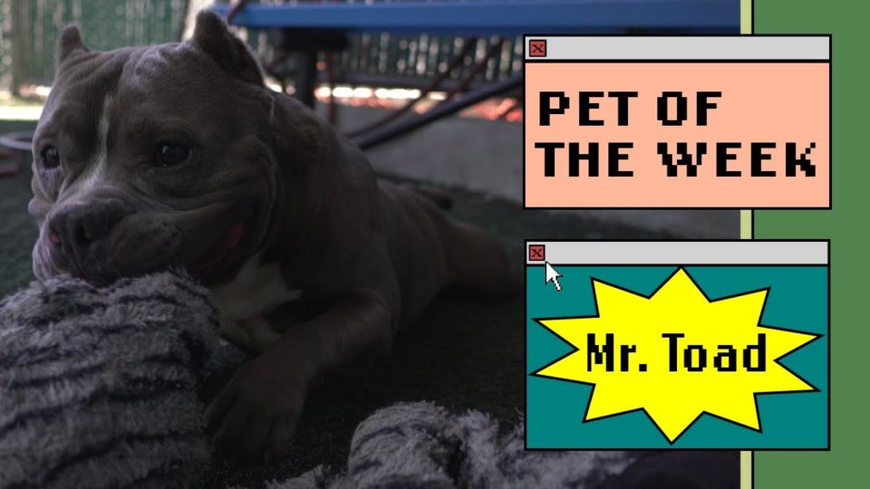 dog snuggles with a blanket in a yard