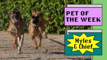 two dogs running outside