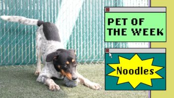 a dog playing with a ball