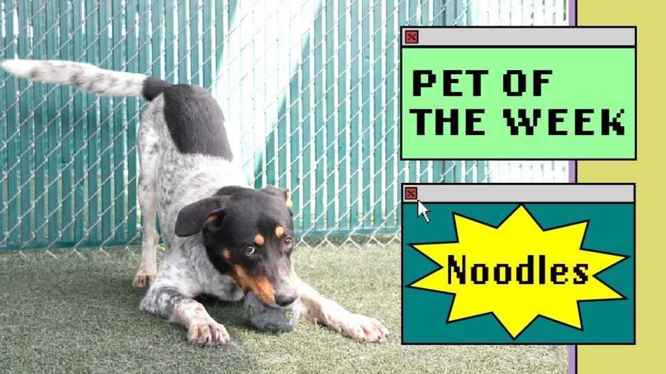 a dog playing with a ball