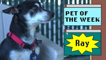 small black and white dog