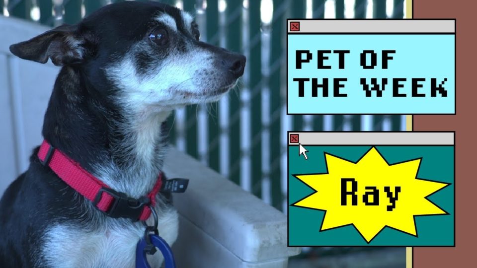 small black and white dog