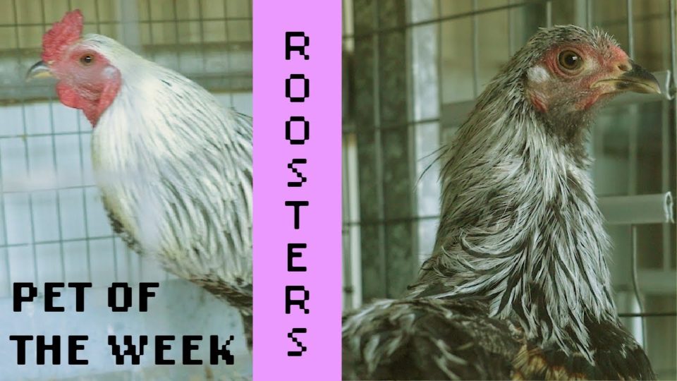Two roosters