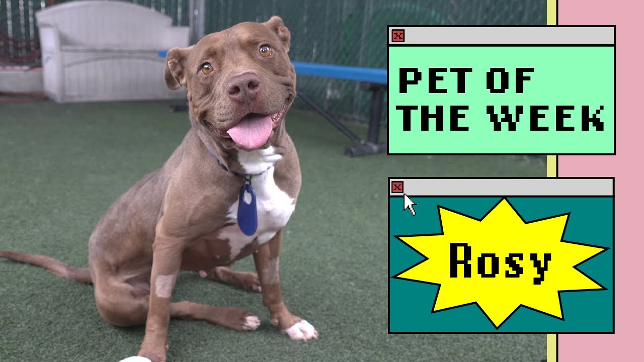 dog sits with his tongue out in yard