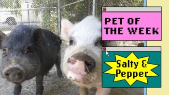 a black pig next to a white pig