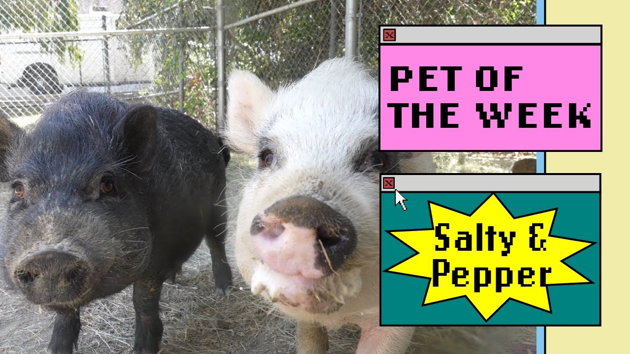 a black pig next to a white pig