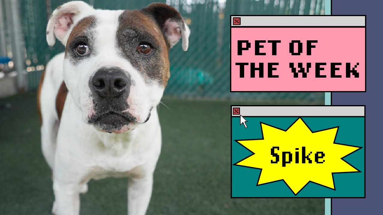 dog stands in a shaded yard