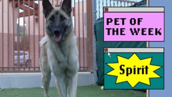 Spirit standing in a yard