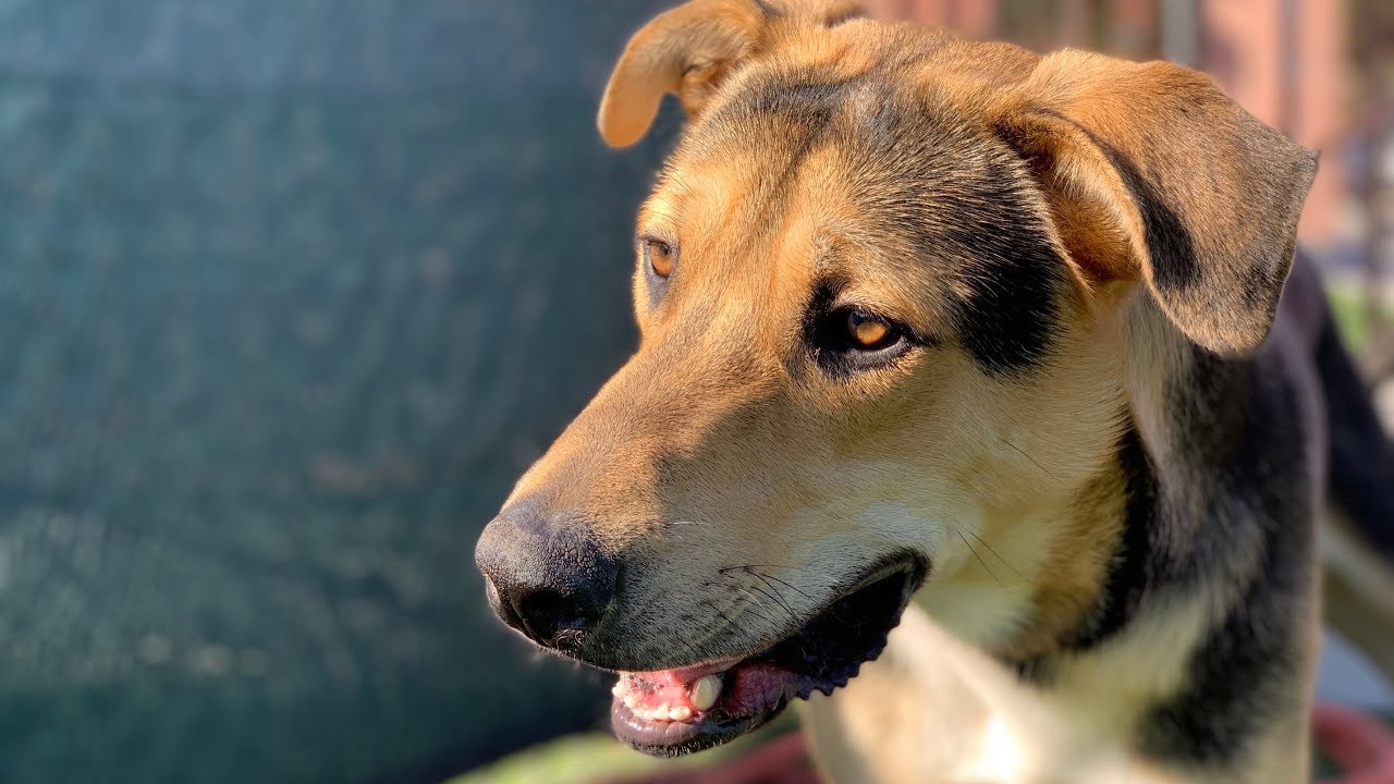 Spock the dog