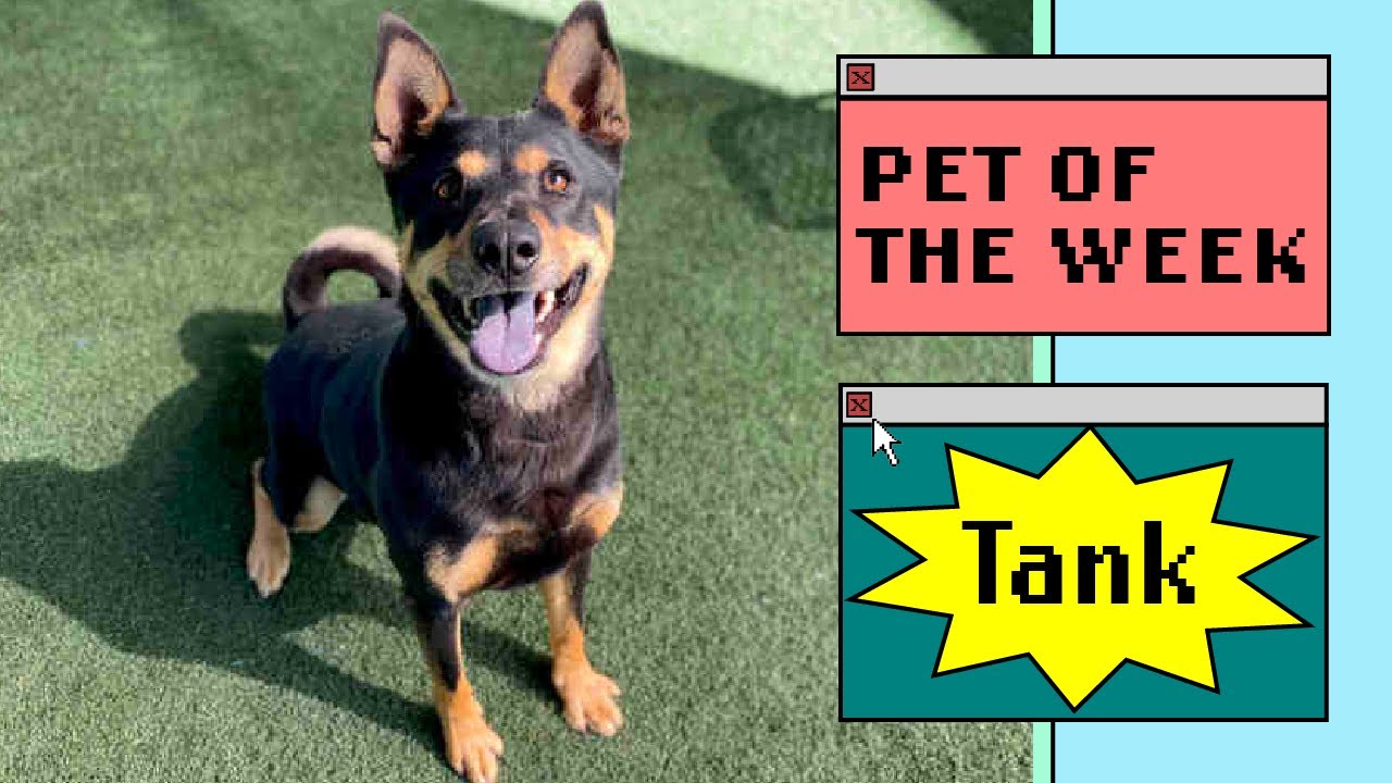 pet of the week