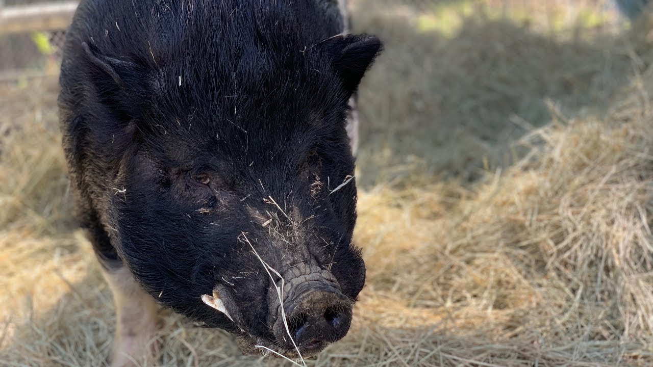 Pet of the Week - Ty