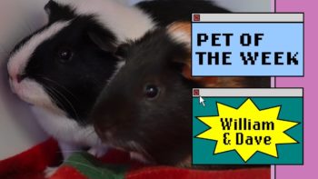 two guinea pigs on a blanket