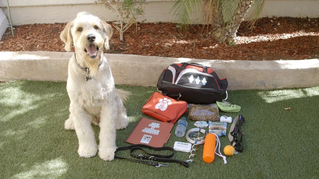 dog sits next to his "go-kit" for emergencies