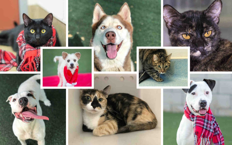 Collage of 4 dogs and 4 cats available for adoption.