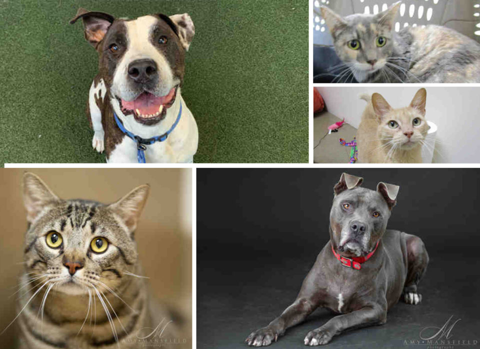 Collage of available cats and pit bulls up for adoption at the County Department of Animal Services.