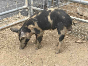 Porky, the pig