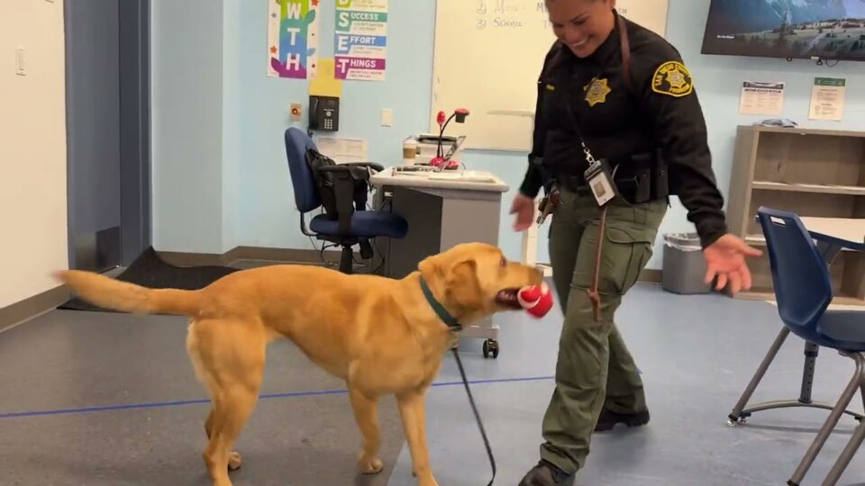 dog holds toy aside his handler in uniform