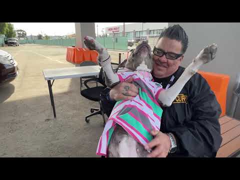 person holds dog wearing shirt