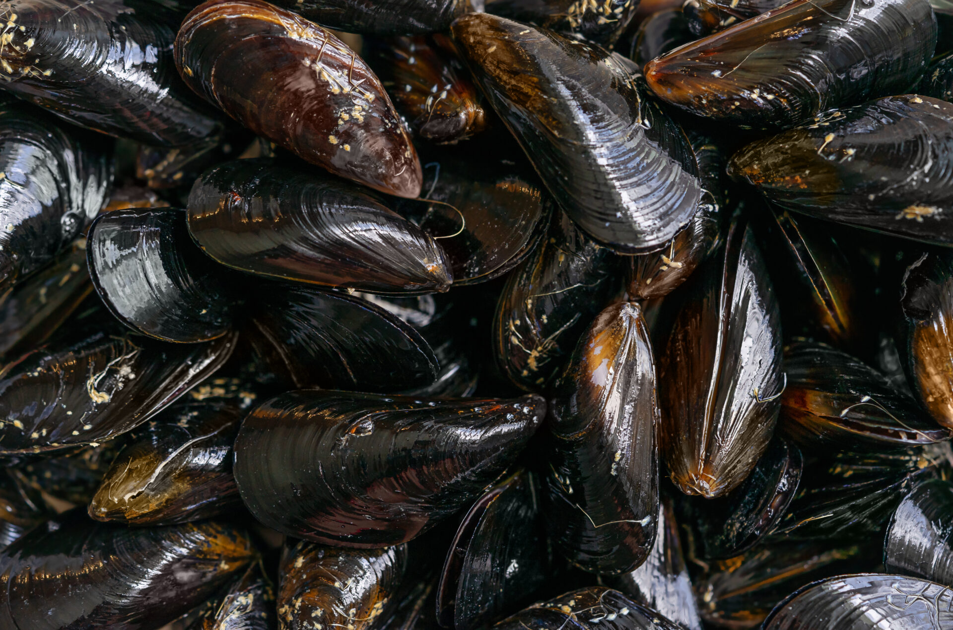 sea mussels