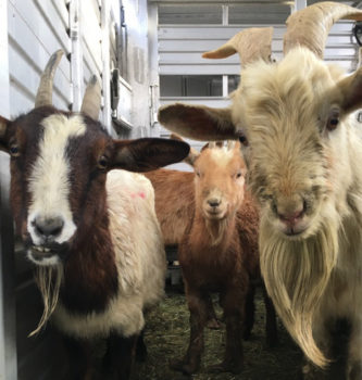 seized_goats_010917_1600px