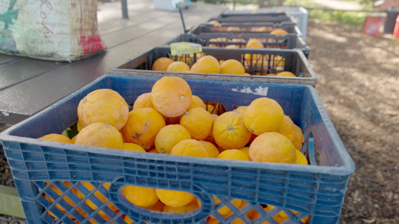 Crates of citrus in a long row