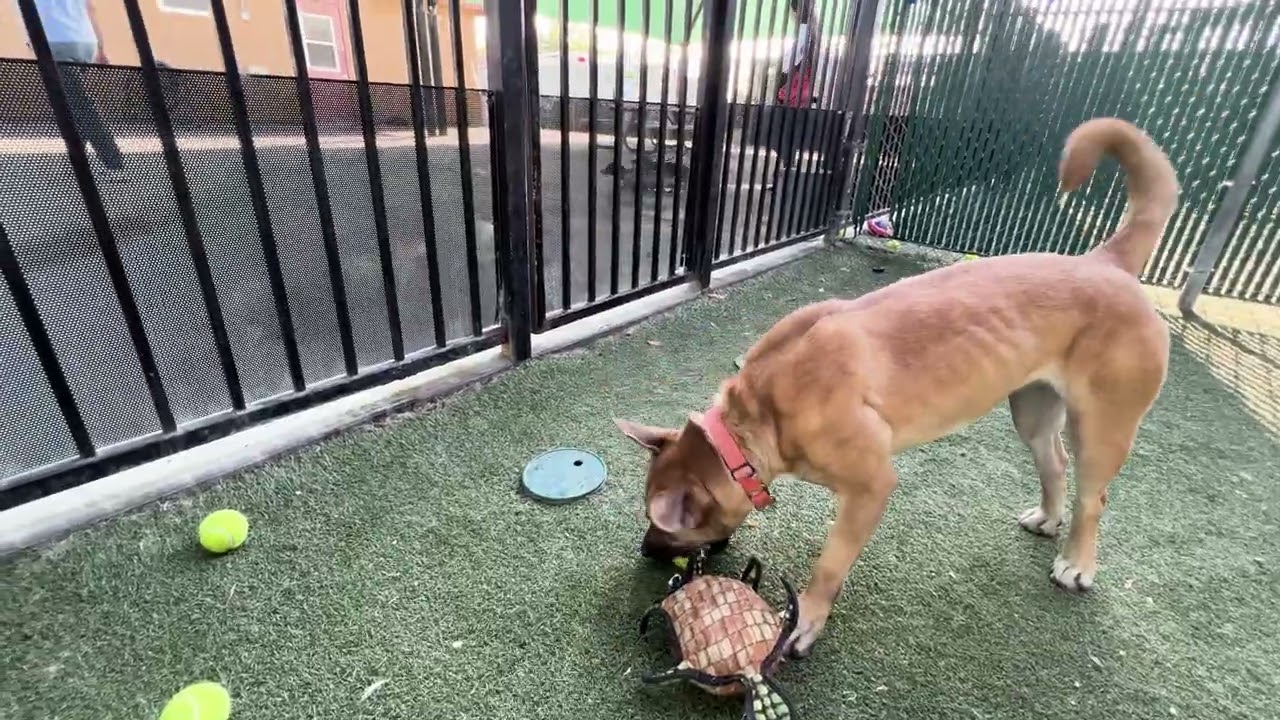 dog in fenced yard plays with toy