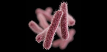 Picture of shigella bacteria