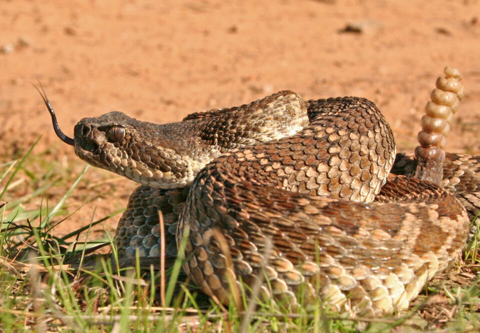 rattlesnake