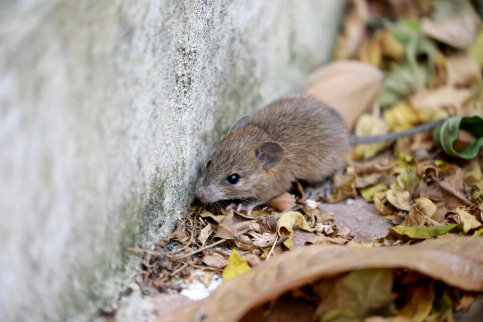 mouse in leaves