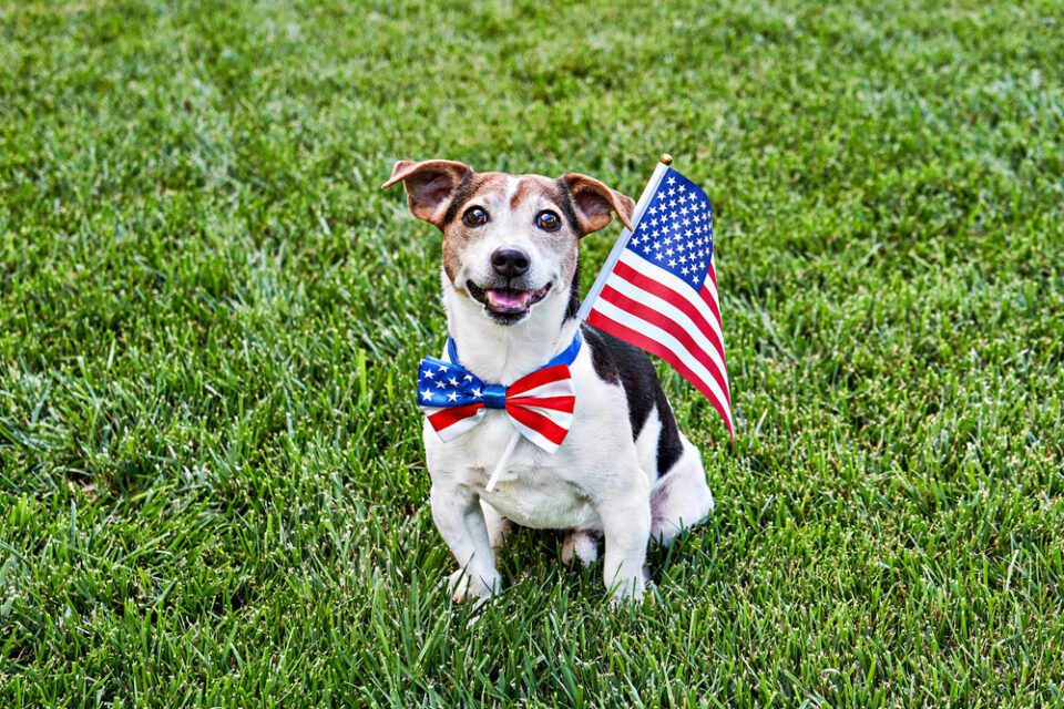 dog wearing patriotic bowtie and flag